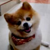 (Category: ) located in . Submitted by jxchong.viv (Listing ID 1384081937, Image 1). Description: .