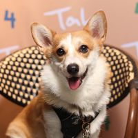 (Category: ) located in . Submitted by hebecorgi (Listing ID 1442452138, Image 1). Description: .