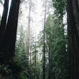 (Category: ) located in . Submitted by ohmylion. (Listing ID 1379860699, Image 1). Description: .