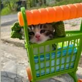 (Kategori: ) berada di . Dikirim oleh preloveputp (ID iklan 1343685651, Gambar 1). Deskripsi: .