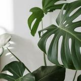 (Category: ) located in . Submitted by caistriona (Listing ID 243551775, Image 1). Description: .