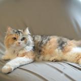 (Kategori: ) berada di . Dikirim oleh shelbycebi (ID iklan 1384327805, Gambar 1). Deskripsi: .