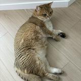 （分類：）位於 。 由 thleungac 提交（商品編號 1346617736，圖片 1）。簡介： 。