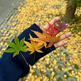 頭像