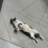 (Category: ) located in . Submitted by 0qq_qq0 (Listing ID 1377868387, Image 1). Description: .