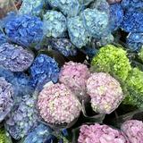 (Category: ) located in . Submitted by hydrangeall (Listing ID 1355995900, Image 1). Description: .