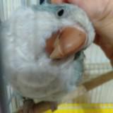 由 yolandayoyoyo (刊登 ID 1378297279，圖片 1) 提交，位於 的 (類別：)，說明：。