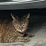 （分類：）位於 。 由 abzwes 提交（商品編號 1293484610，圖片 1）。簡介： 。