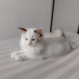 (Kategori: ) berada di . Dikirim oleh bububbpersian (ID iklan 1380665592, Gambar 1). Deskripsi: .