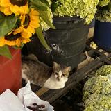 (Kategori: ) berada di . Dikirim oleh catbetweenflowers (ID iklan 1355045098, Gambar 1). Deskripsi: .