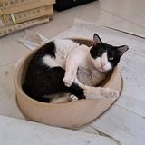 由 cattyshop1088 (刊登 ID 1331775301，圖片 1) 提交，位於 的 (類別：)，說明：。