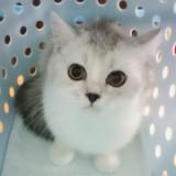 由 meow.meow.123 (刊登 ID 1381332393，圖片 1) 提交，位於 的 (類別：)，說明：。