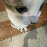 (Category: ) located in . Submitted by han2008 (Listing ID 1444581606, Image 1). Description: .