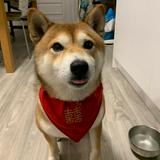 由 im_jenniferlu (刊登 ID 1382828791，圖片 1) 提交，位於 的 (類別：)，說明：。