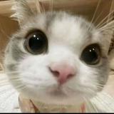 (Category: ) located in . Submitted by atkhekxe (Listing ID 1363815301, Image 1). Description: .