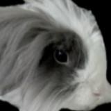 (Category: ) located in . Submitted by segrh (Listing ID 1377386198, Image 1). Description: .