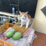 (Kategori: ) berada di . Dikirim oleh soundsgood_ (ID iklan 1368264446, Gambar 1). Deskripsi: .