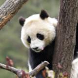 由 thuraya0726 (刊登 ID 1376112140，圖片 1) 提交，位於 的 (類別：)，說明：。