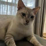 (Category: ) located in . Submitted by meowmimimeow (Listing ID 1459026427, Image 1). Description: .