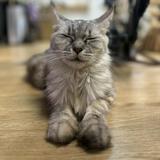 （分類：）位於 。 由 moerty 提交（商品編號 1332241423，圖片 1）。簡介： 。