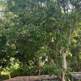 (Category: ) located in . Submitted by reshniresh63433 (Listing ID 1381023315, Image 1). Description: .