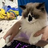 由 na1fu (刊登 ID 1331479928，圖片 1) 提交，位於 的 (類別：)，說明：。