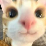 (Category: ) located in . Submitted by bokutoscellphone (Listing ID 1375026156, Image 1). Description: .