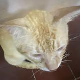 (Category: ) located in . Submitted by lomlberries (Listing ID 1385000012, Image 1). Description: .