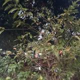 (Category: ) located in . Submitted by mimiyg (Listing ID 1380390665, Image 1). Description: .