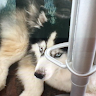 (Category: ) located in . Submitted by nadia25120 (Listing ID 1447492086, Image 1). Description: .