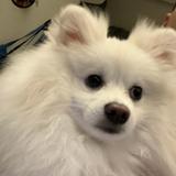 由 will.cch (刊登 ID 1368384285，圖片 1) 提交，位於 的 (類別：)，說明：。