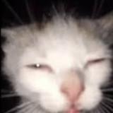 (Category: ) located in . Submitted by aizzeestuffs (Listing ID 1347834162, Image 1). Description: .