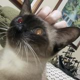 (Category: ) located in . Submitted by idaramos (Listing ID 1361402274, Image 1). Description: .