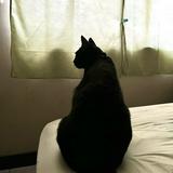 由 tanjiasaka (刊登 ID 1377294646，圖片 1) 提交，位於 的 (類別：)，說明：。