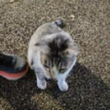 (Category: ) located in . Submitted by wumpratt (Listing ID 1379268350, Image 1). Description: .
