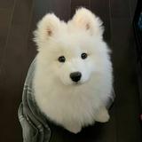 (Category: ) located in . Submitted by sleepii_miffy (Listing ID 1383382711, Image 1). Description: .