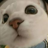 (Category: ) located in . Submitted by alisaa_14 (Listing ID 1379851786, Image 1). Description: .