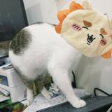 由 zeus_yu (刊登 ID 1379840286，圖片 1) 提交，位於 的 (類別：)，說明：。