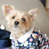 （分類：）位於 。 由 chanbebe111659 提交（商品編號 1303976602，圖片 1）。簡介： 。