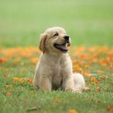 (Category: ) located in . Submitted by doggyme (Listing ID 1330039902, Image 1). Description: .