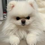 （分類：）位於 。 由 leolililili 提交（商品編號 1385381367，圖片 1）。簡介： 。
