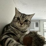 （分類：）位於 。 由 calvinchan6351 提交（商品編號 1381905950，圖片 1）。簡介： 。