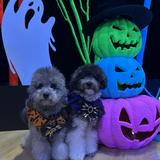 （分類：）位於 。 由 trufflewoody 提交（商品編號 1377207855，圖片 1）。簡介： 。