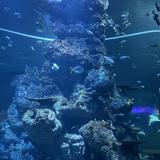 (Category: ) located in . Submitted by noitnetta (Listing ID 1383401277, Image 1). Description: .