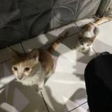 (Kategori: ) berada di . Dikirim oleh cumaiseng (ID iklan 1335649313, Gambar 1). Deskripsi: .