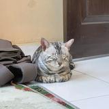 (Kategori: ) berada di . Dikirim oleh mynamerext27 (ID iklan 1333735064, Gambar 1). Deskripsi: .