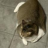 (Category: ) located in . Submitted by luckylck (Listing ID 1385327703, Image 1). Description: .