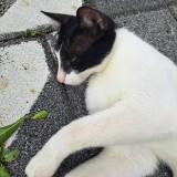 由 morsaschic42006 (刊登 ID 1382947271，圖片 1) 提交，位於 的 (類別：)，說明：。
