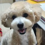 由 naomi923 (刊登 ID 1033048779，圖片 1) 提交，位於 的 (類別：)，說明：。