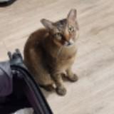 (Category: ) located in . Submitted by newintown18 (Listing ID 1374612216, Image 1). Description: .
